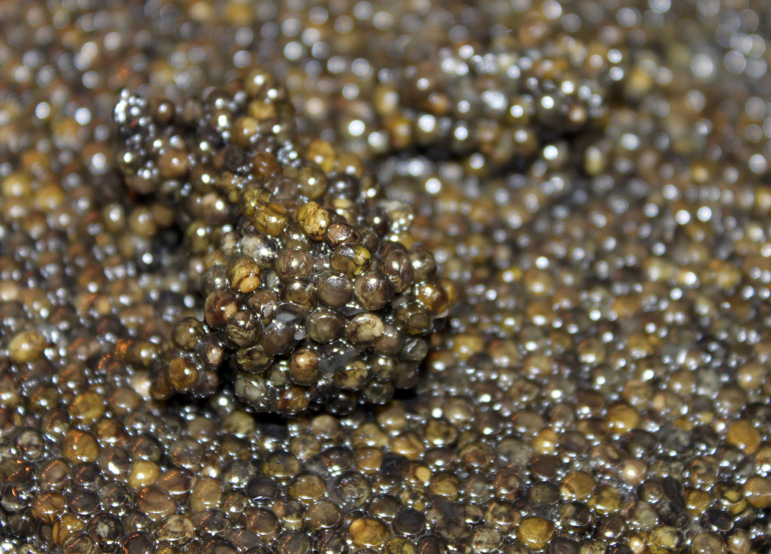 Finished caviar.